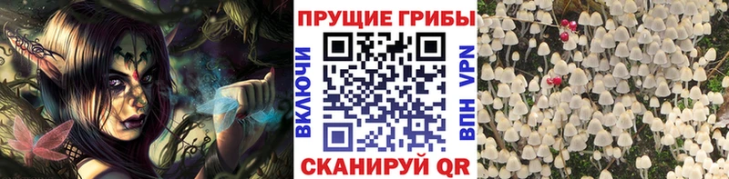 гидра рабочий сайт  где найти   Зеленогорск  Галлюциногенные грибы Cubensis 